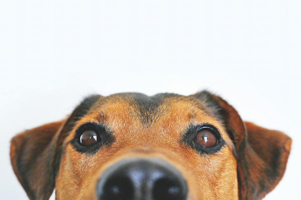 Tierfotografie mit Pictrs