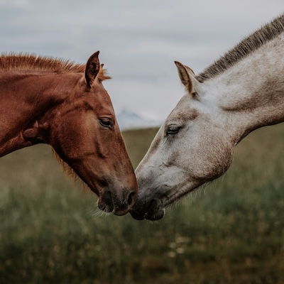 Tierfotografie mit Pictrs